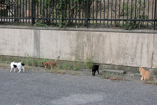 街のねこたち