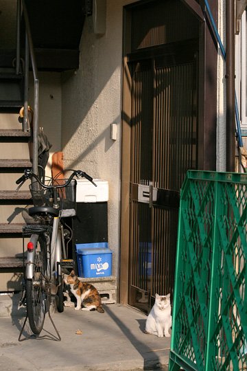 街のねこたち