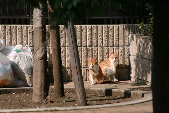 街のねこたち