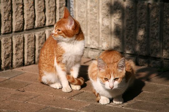 街のねこたち