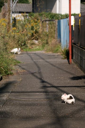 街のねこたち