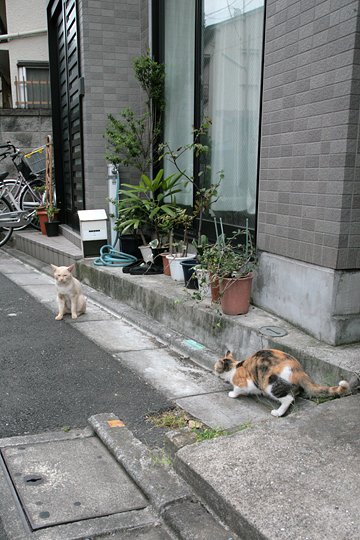 街のねこたち