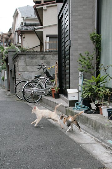 街のねこたち