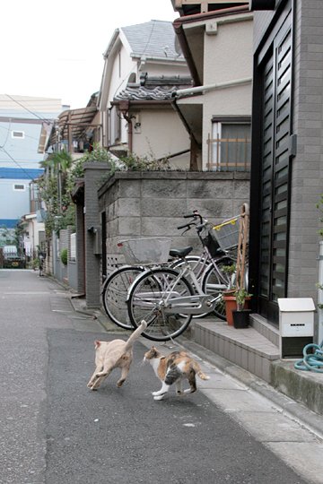 街のねこたち