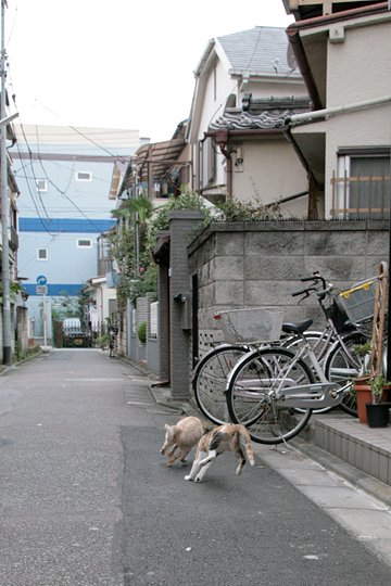 街のねこたち