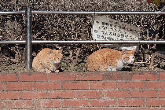 街のねこたち