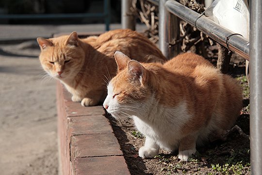 街のねこたち
