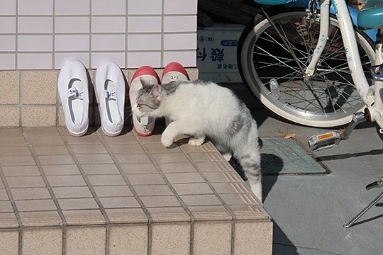 街のねこたち