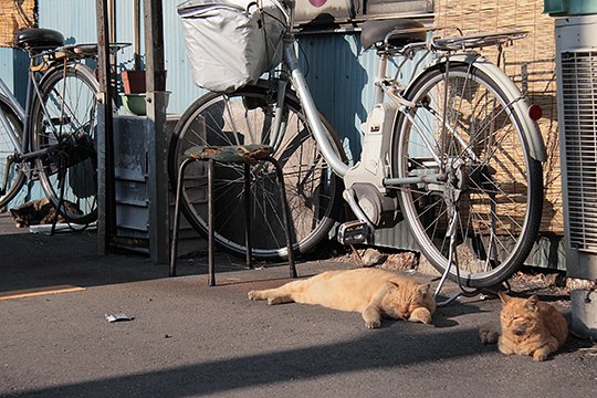街のねこたち