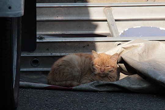 街のねこたち