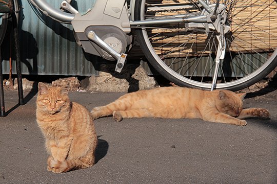 街のねこたち