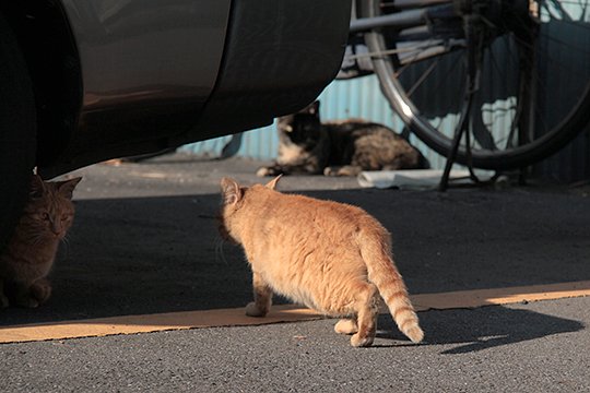 街のねこたち