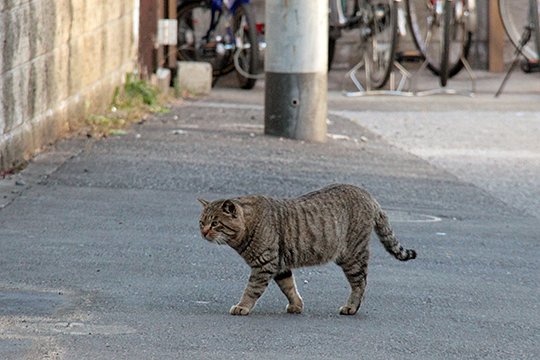 街のねこたち