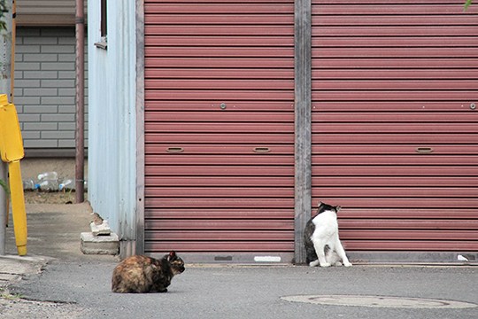 街のねこたち