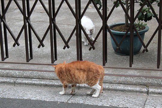 街のねこたち