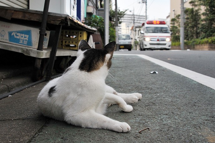 街のねこたち