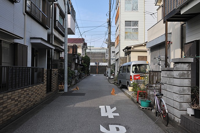 街のねこたち