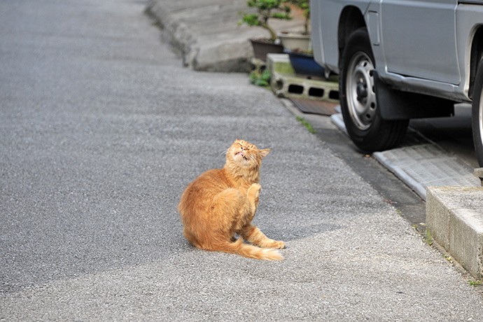 街のねこたち