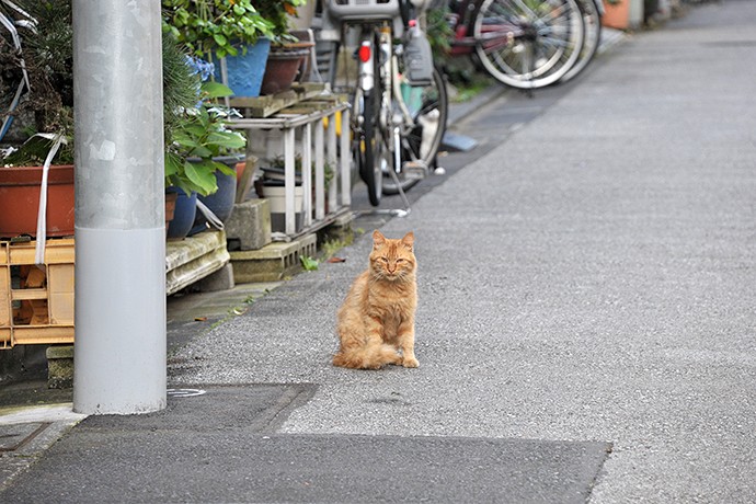 街のねこたち