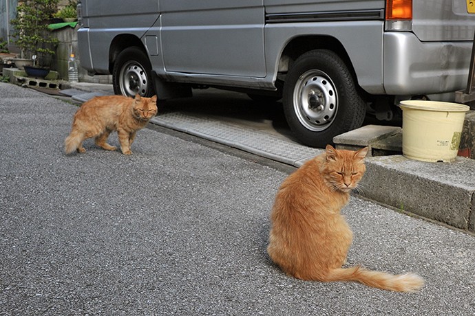 街のねこたち