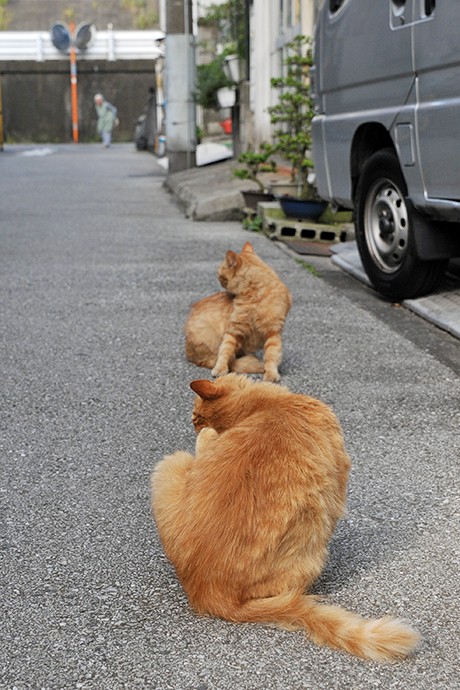 街のねこたち