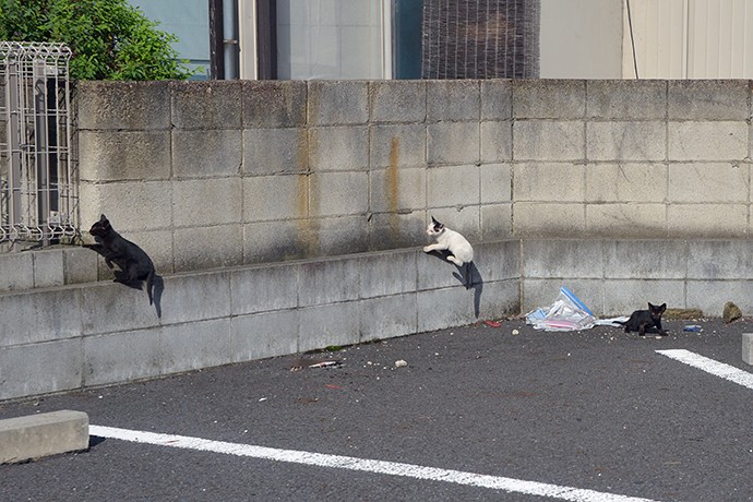 街のねこたち