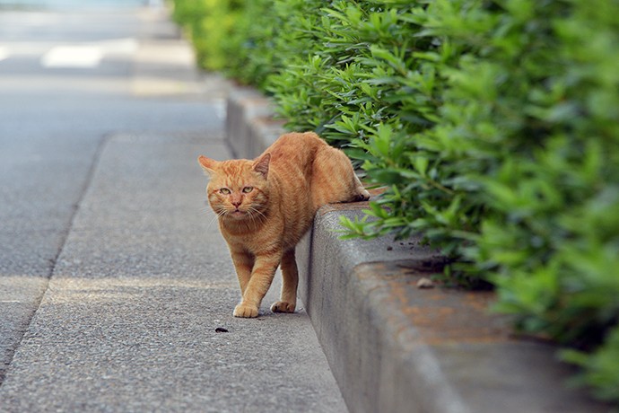 街のねこたち