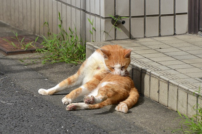 街のねこたち