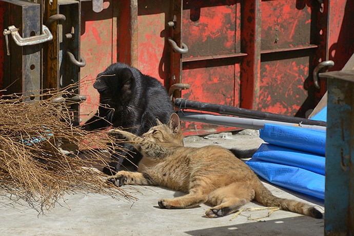 街のねこたち