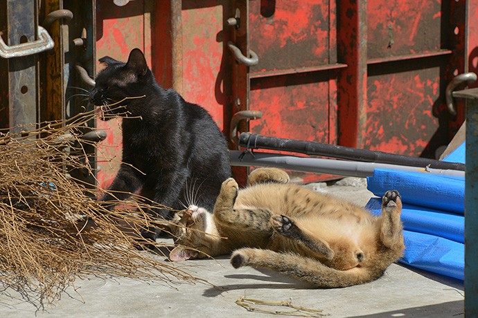 街のねこたち