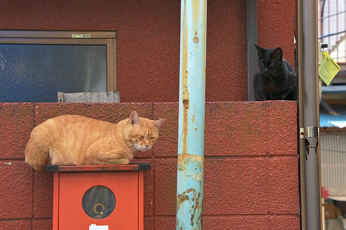 街のねこたち