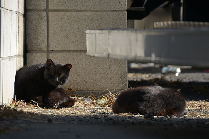 街のねこたち