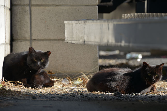 街のねこたち