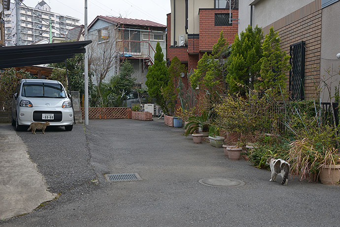 街のねこたち
