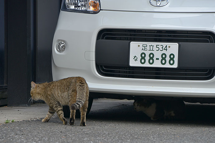 街のねこたち