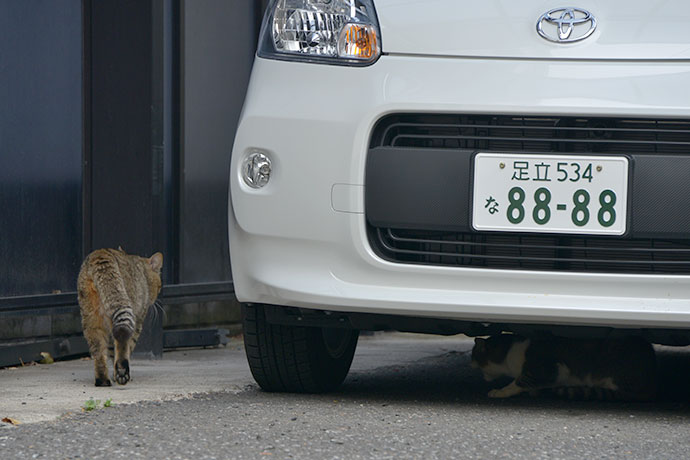 街のねこたち