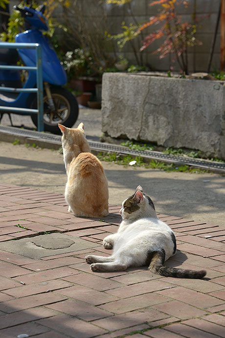 街のねこたち