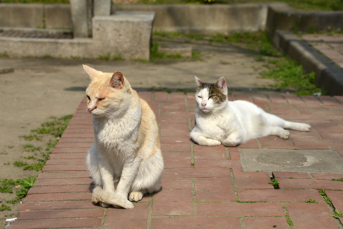 街のねこたち