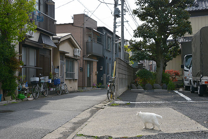 街のねこたち