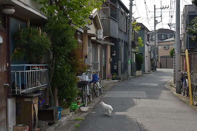 街のねこたち
