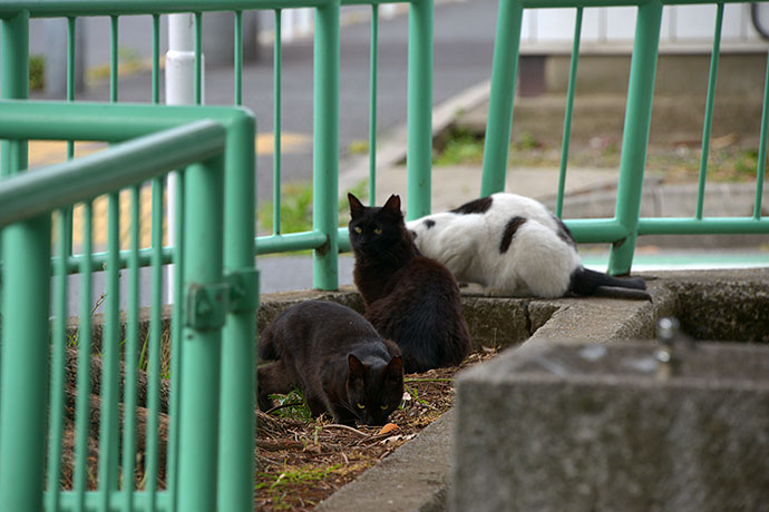 街のねこたち