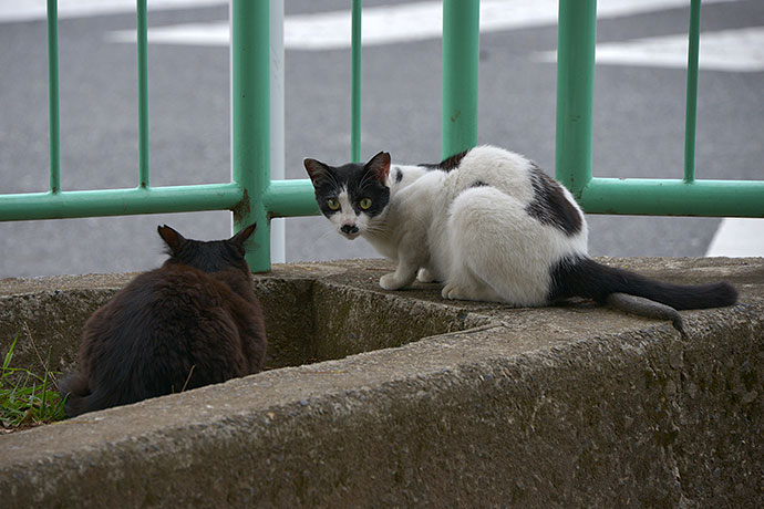 街のねこたち