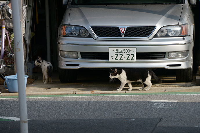街のねこたち
