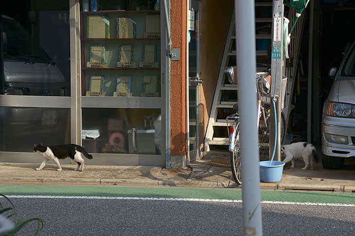 街のねこたち
