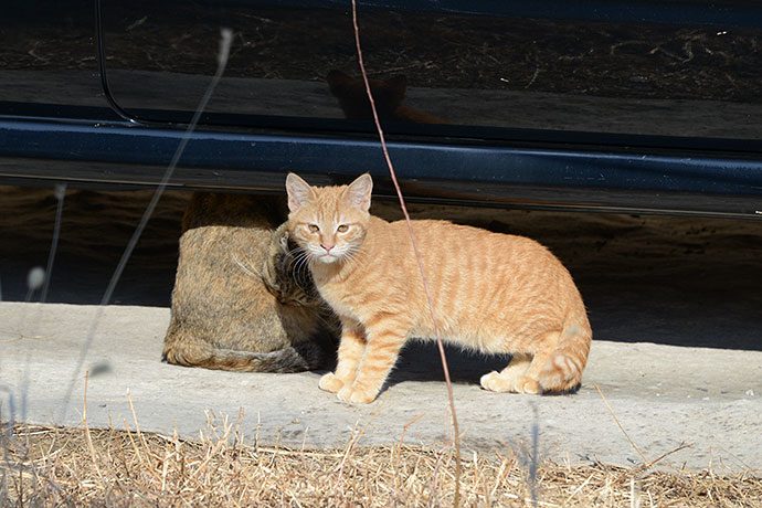 街のねこたち