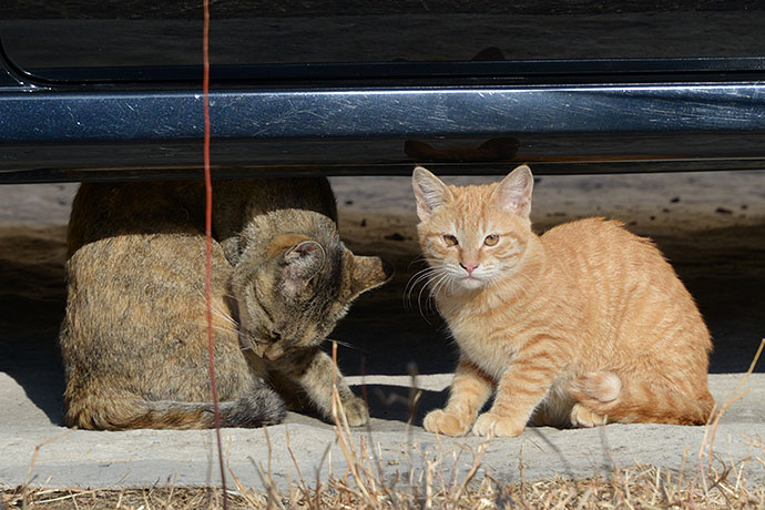 街のねこたち