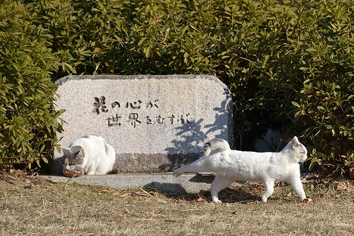 街のねこたち