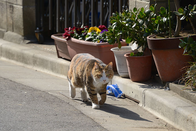 街のねこたち