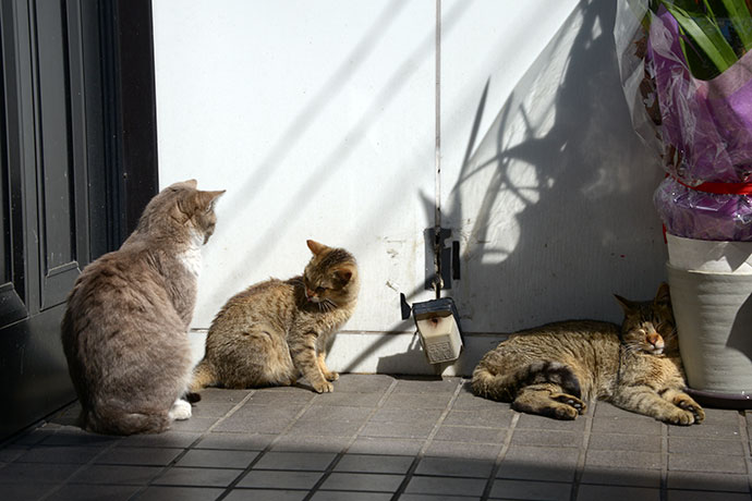 街のねこたち