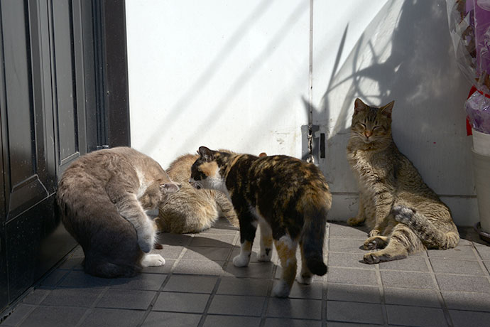 街のねこたち